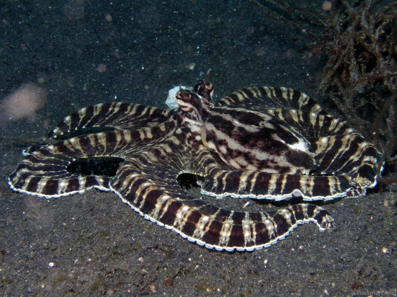 Mimic Octopus